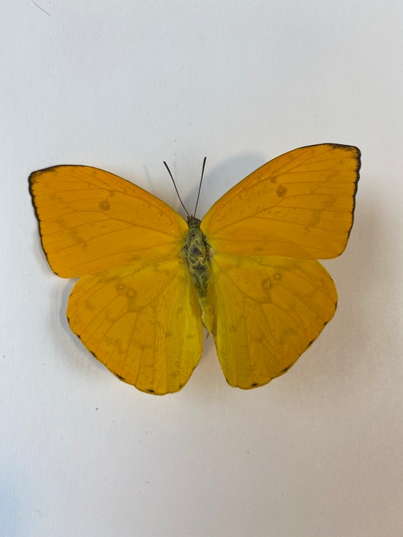 Phoebis argante,UNMOUNTED butterfly 