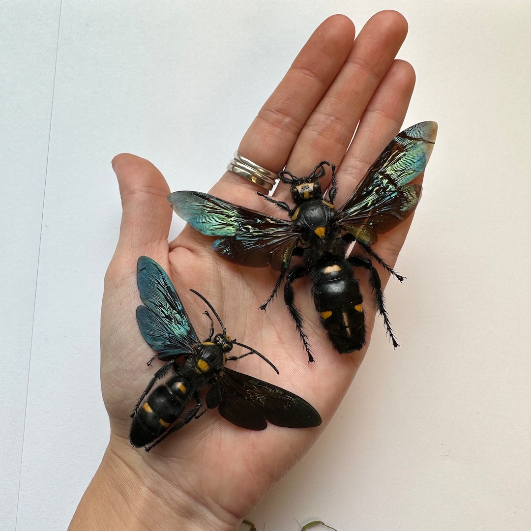 [美品] 新品未開封　Megascolia Procer 1-4 Pairs Megascolia Procer Male/female Giant Procer Wasp