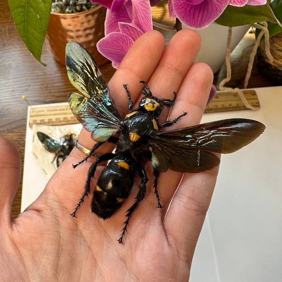 1-4 Megascolia Procer Female Giant Procer Wasp Wings Open