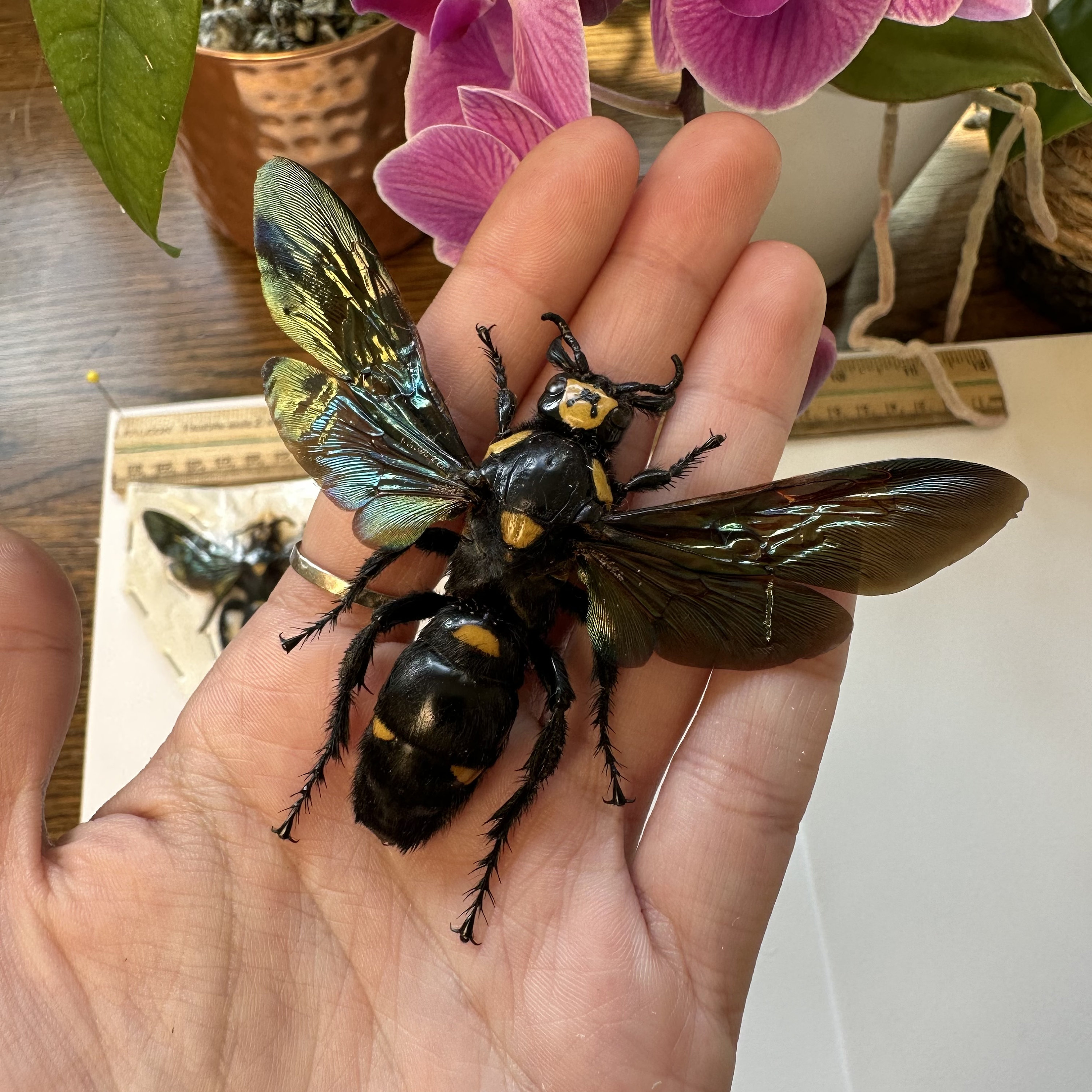 [美品] 新品未開封　Megascolia Procer 1-4 Megascolia procer female Giant procer wasp wings open