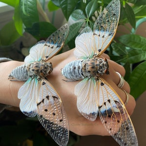 1-4 pairs Megascolia procer male/female Giant procer wasp