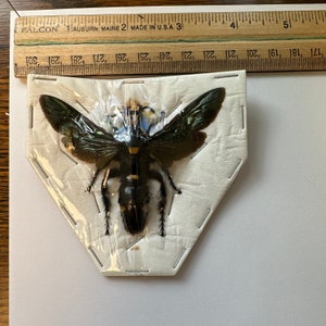 14 Megascolia Procer Female Giant Procer Wasp Wings Open Real Unframed