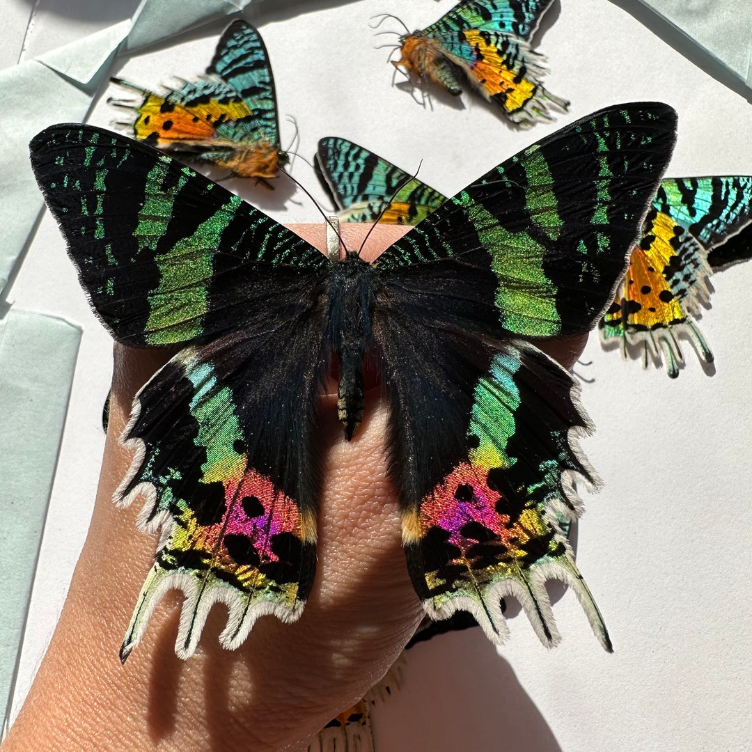 3-24 Urania Rhipheus Madagascar Sunset Moth Real Rainbow