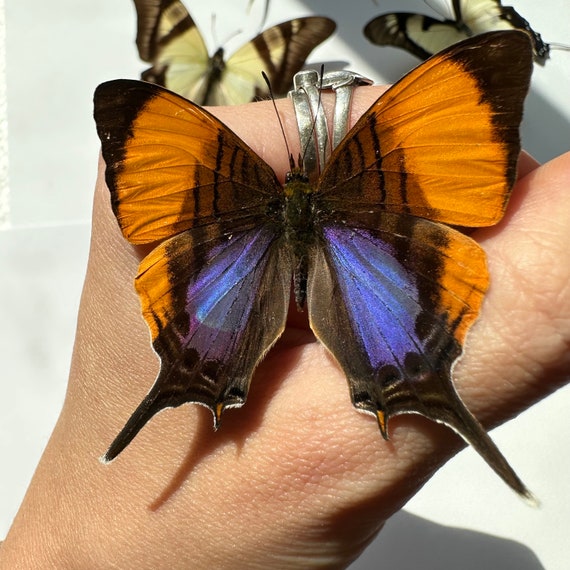 The Butterfly Company: Preserved Dried Butterflies & Insects