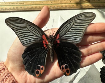 2-16 Papilio memnon black swallowtail butterflies unmounted unspread dried wings closed pack lot entomology taxidermy butterfly