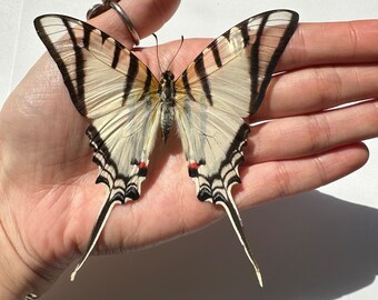 3 Eurytides Protesilaus real butterflies unmounted unspread dried wings closed 3 pack insect entomology taxidermy butterfly