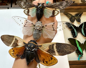 3-12 Real unframed unmounted taxidermy spread Ayuthia spectabilis ghost tosena splendida & Angamiana floridula cicada wings open entomology