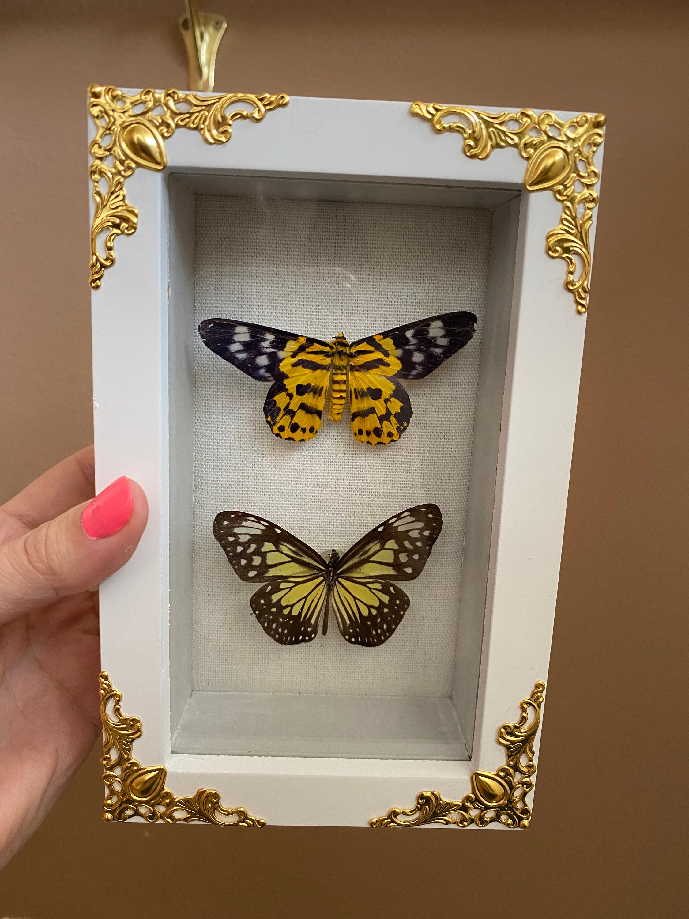 Real Framed Taxidermy Butterfly in Shadow Box Mini Butterfly Etsy