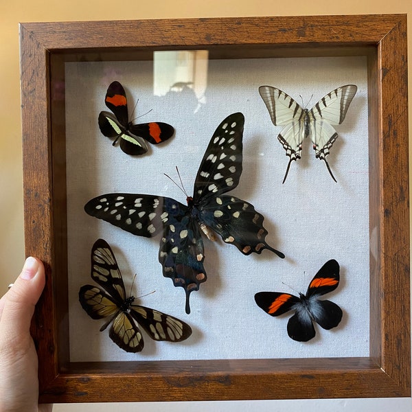 Real Framed Taxidermy multiple Butterflies in Shadow Box - Large butterfly Display- Moth, Insects, natural, gift, home decor, rustic nature