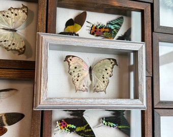 Real Framed Taxidermy Salamis parhassus Mother of pearl butterfly in Shadow Box- Mini Butterfly Insects, gift decor oddities art