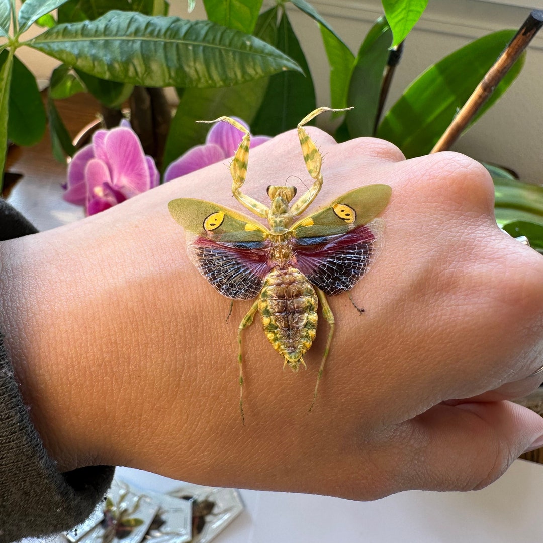 2-24 Creobroter Gemmatus Female Jeweled Praying Flower Mantis Wings ...