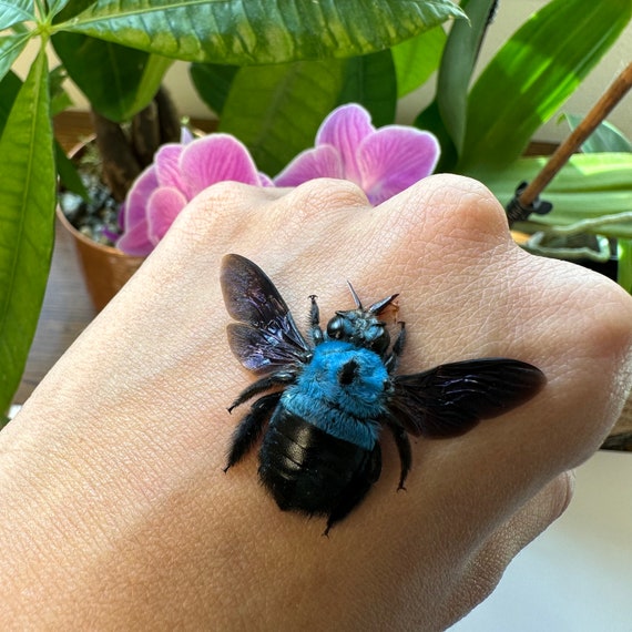 3-12 Xylocopa Caerulea Female Blue Carpenter Bees Wings Open Real