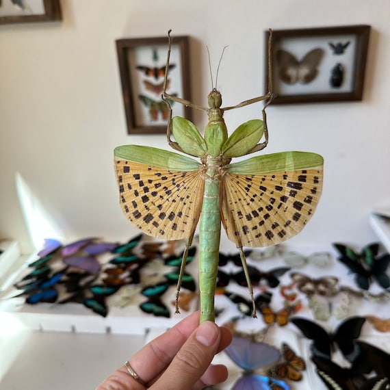 A1/A1-/B Paracyphocrania Major Female Giant Green Spotted Stick