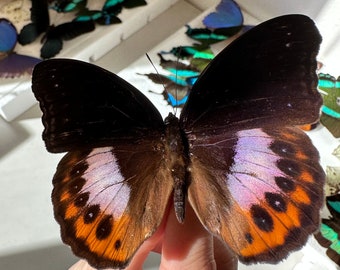 2-16 Hypolimnas pandarus orange purple eggfly real butterflies unmounted unspread dried wings closed pack lot entomology taxidermy butterfly