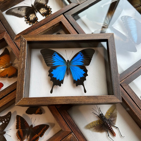 Real Framed Taxidermy Papilio ulysses blue black swallowtail butterfly in shadow box Display- Insects, gift, home decor art oddities