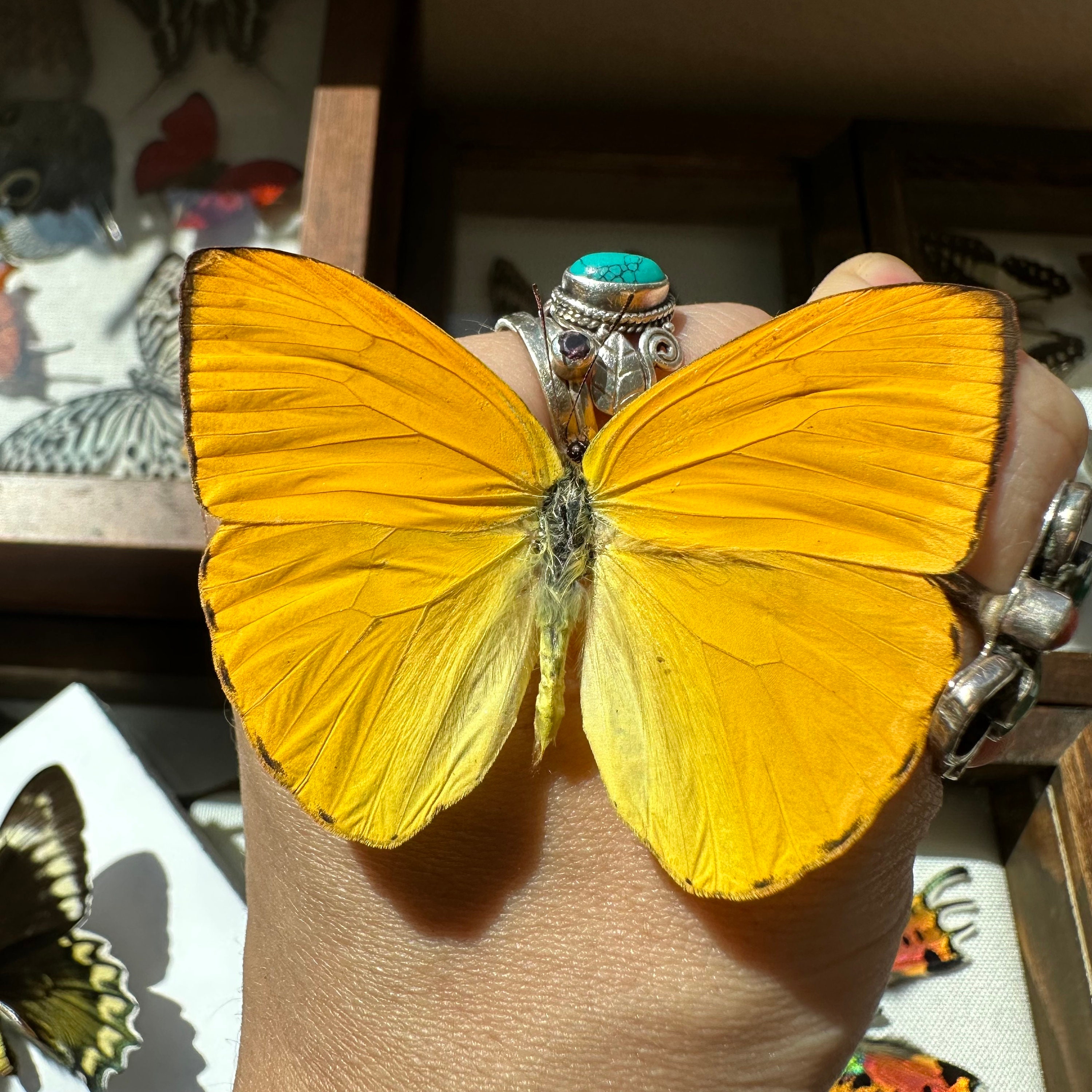 Real Rainbow Butterfly Collection - Etsy