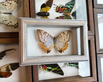 Real Framed Taxidermy female Morpho sulkowski mother of pearl butterfly in Shadow Box- Mini Butterfly Insects, gift decor oddities art