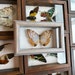 see more listings in the Shadow boxes section