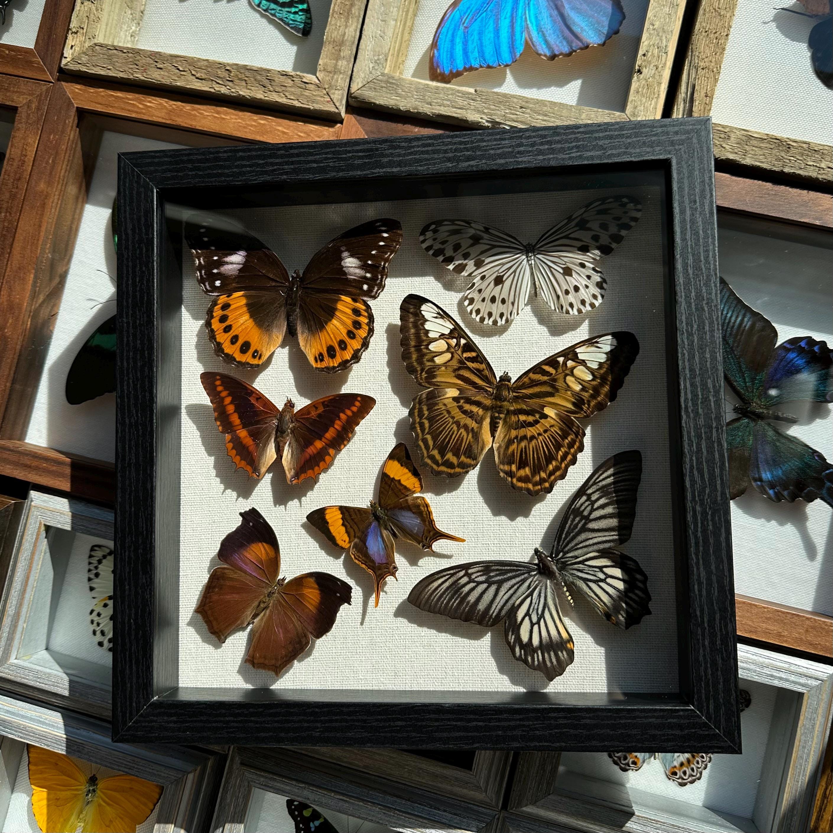 3D Clear Display Case For Insects Framed Real Leaf Insect Specimen In ...