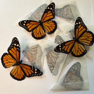 May include: Several Monarch butterflies with orange and black wings are displayed. The butterflies are resting on small, folded paper packets. The wings have a distinctive pattern of black veins and white spots along the edges. The background is a plain white surface.