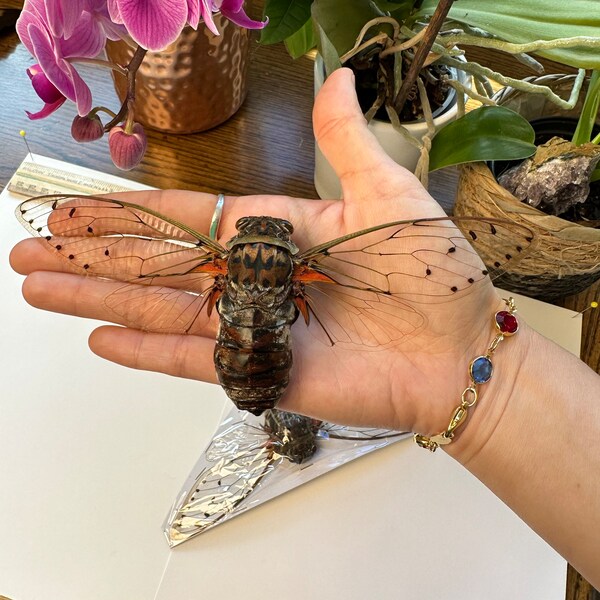 2 Pomponia intermedia emperor cicada wings open real unframed unmounted spread insect entomology taxidermy art collection