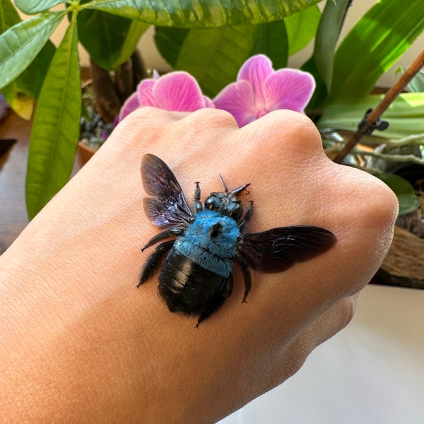 3-12 Xylocopa caerulea female blue carpenter bees wings open real unframed unmounted spread insect entomology taxidermy art