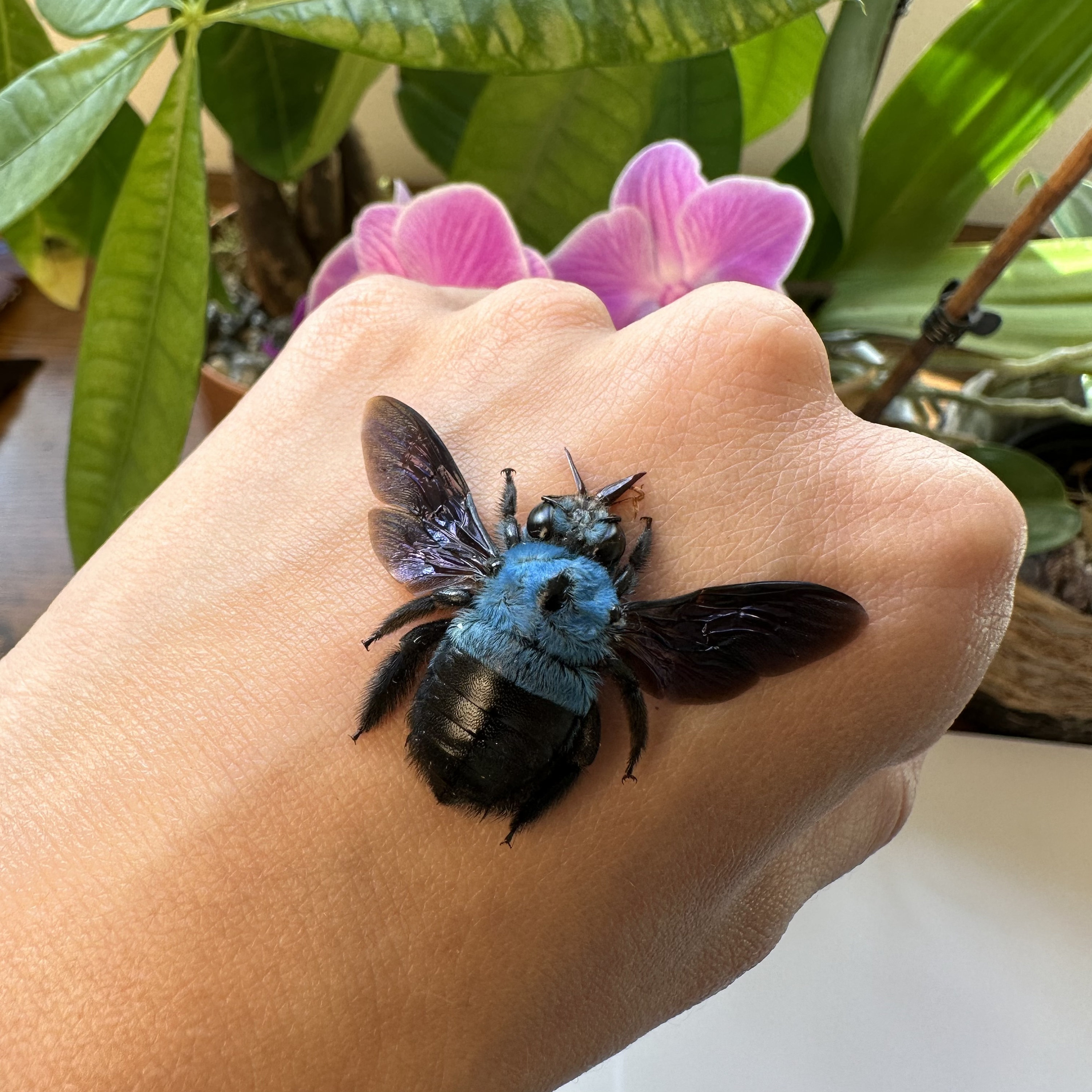 Blue on sale carpenter bee