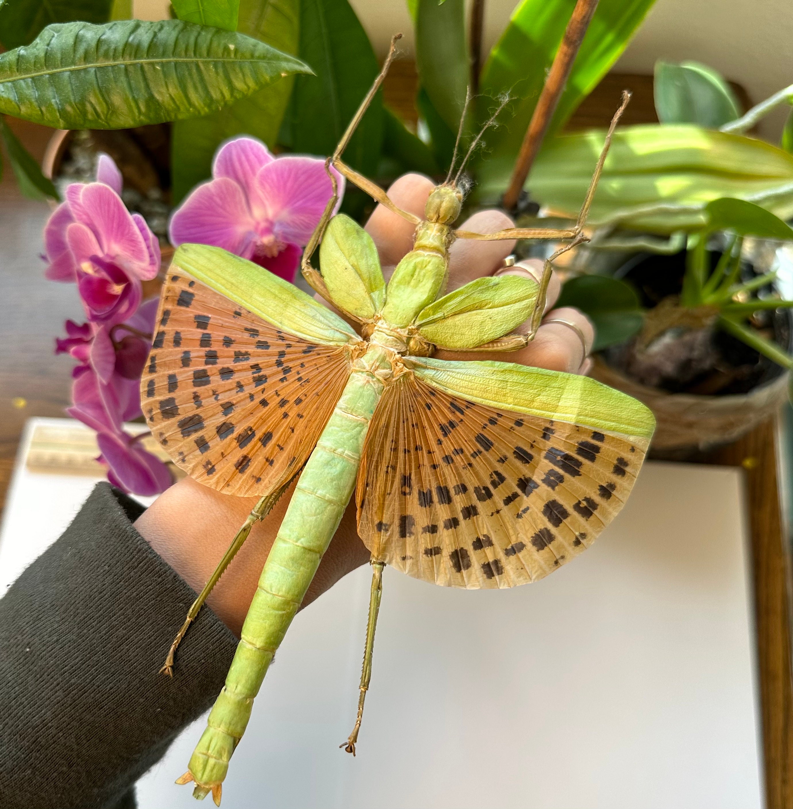 A1/A1-/B Paracyphocrania Major Female Giant Green Spotted Stick