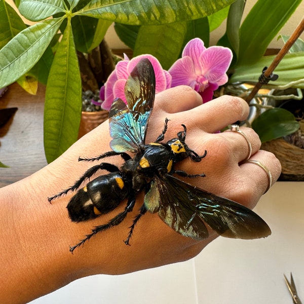 1-4 Megascolia procer femelle ailes de guêpe procer géantes ouvertes véritables art de taxidermie entomologique sans cadre non monté
