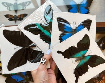 1-4 WINGS OPEN/SPREAD/dried/unmounted A1/A1- 4.5”-6” Swallowtail Butterflies pack lot Papilio Ulysses, Papilio blumei, Ascalaphus peranthus