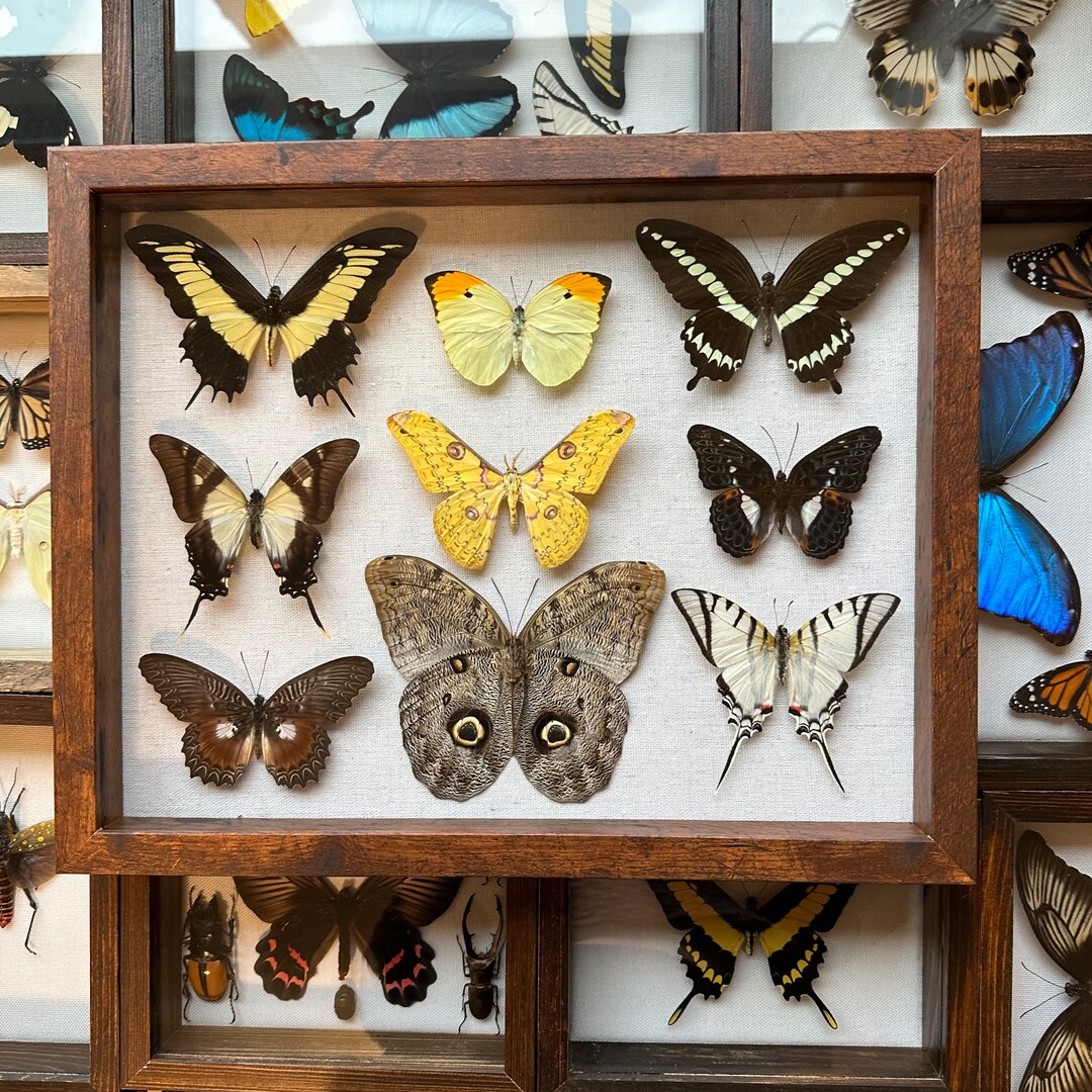 Real Taxidermy Framed Yellow Butterfly & Moth Collection in Shadow Box ...