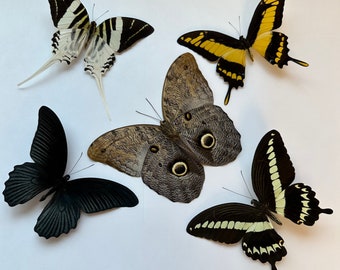 5-20 UNSPREAD Large Premium Dark Neutral Color Butterflies pack lot real species tropical  dried wings closed insect entomology butterfly