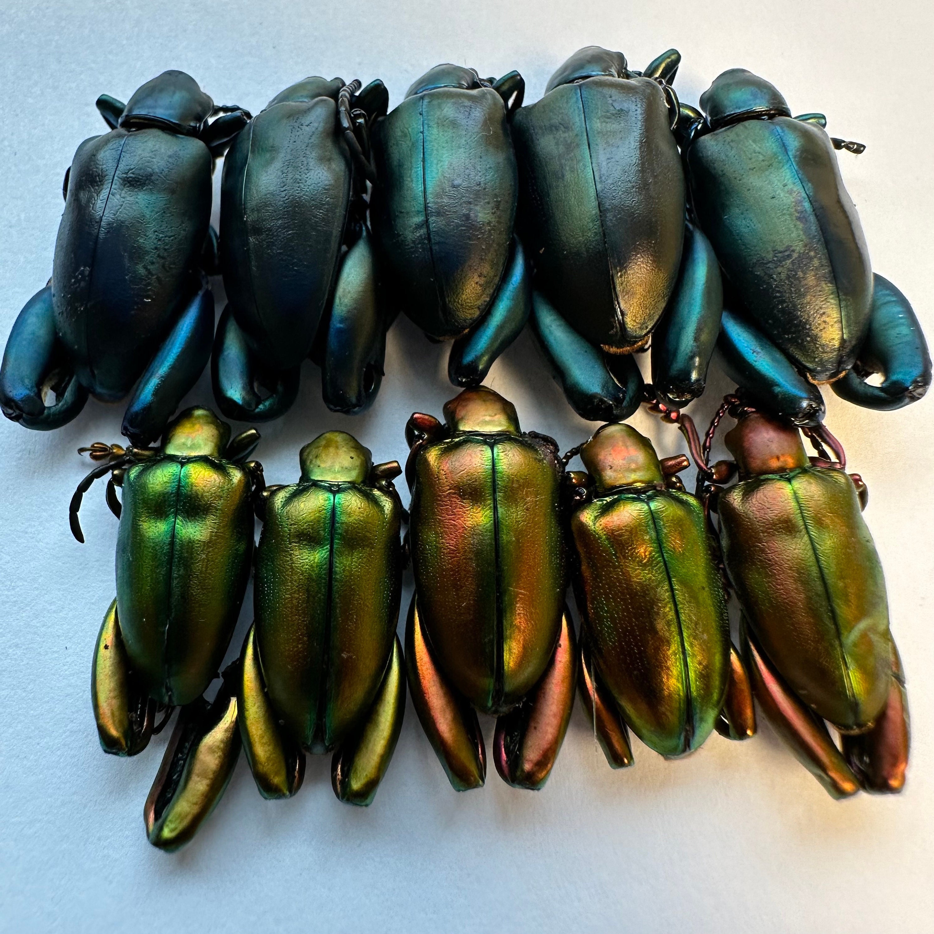 10 Sagra Femoralis Blue and 10 Sagra Laticollis Red Real