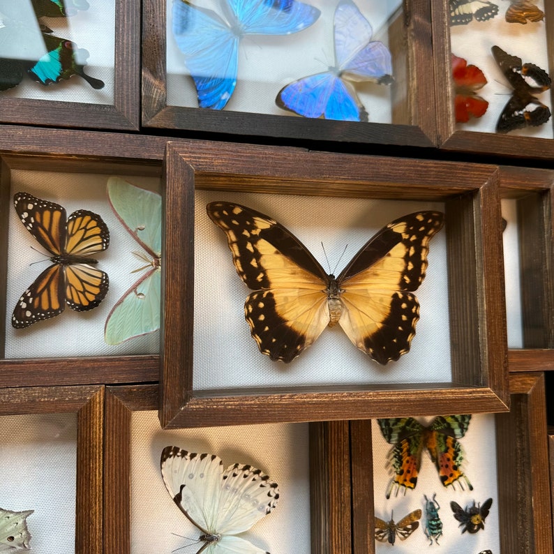 Real Framed Taxidermy Rare Female Morpho Rhetenor Helena Blue - Etsy