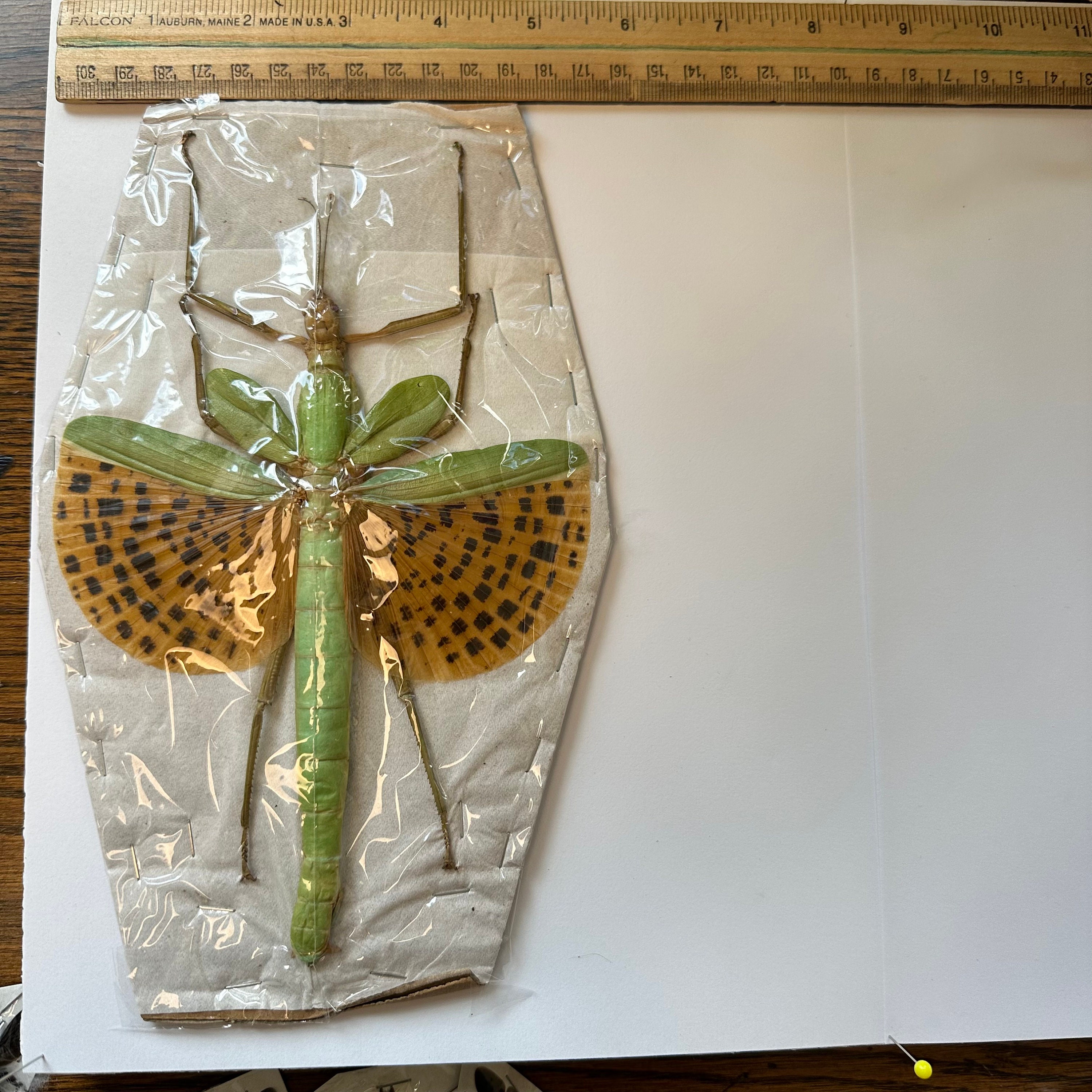 A1/A1-/B Paracyphocrania Major Female Giant Green Spotted Stick