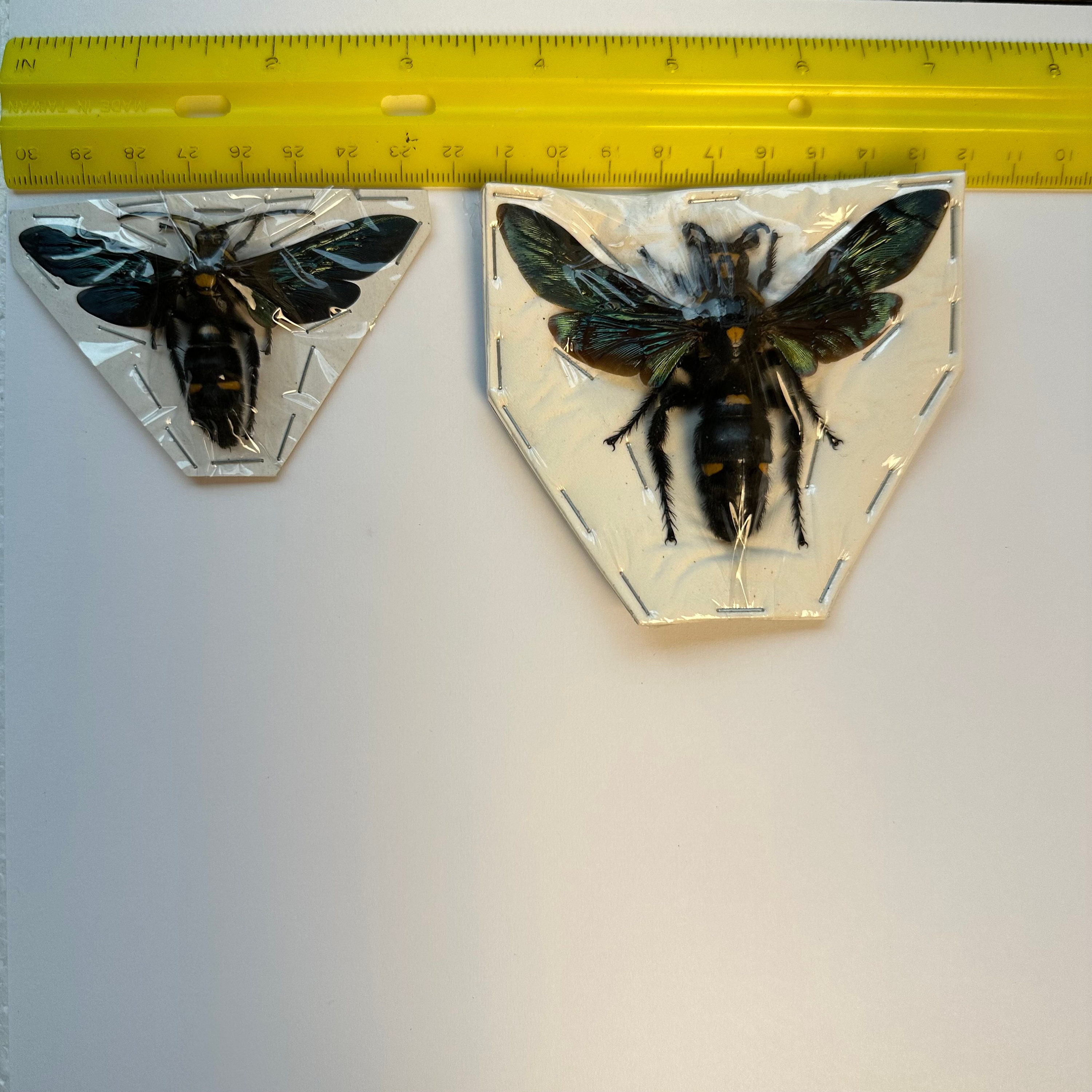 1-4 Pairs Megascolia Procer Male/female Giant Procer Wasp