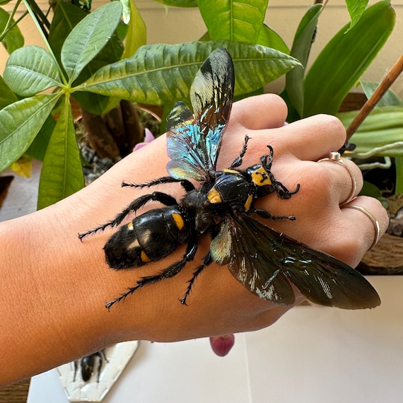 1-4 Megascolia Procer Female Giant Procer Wasp Wings Open Real