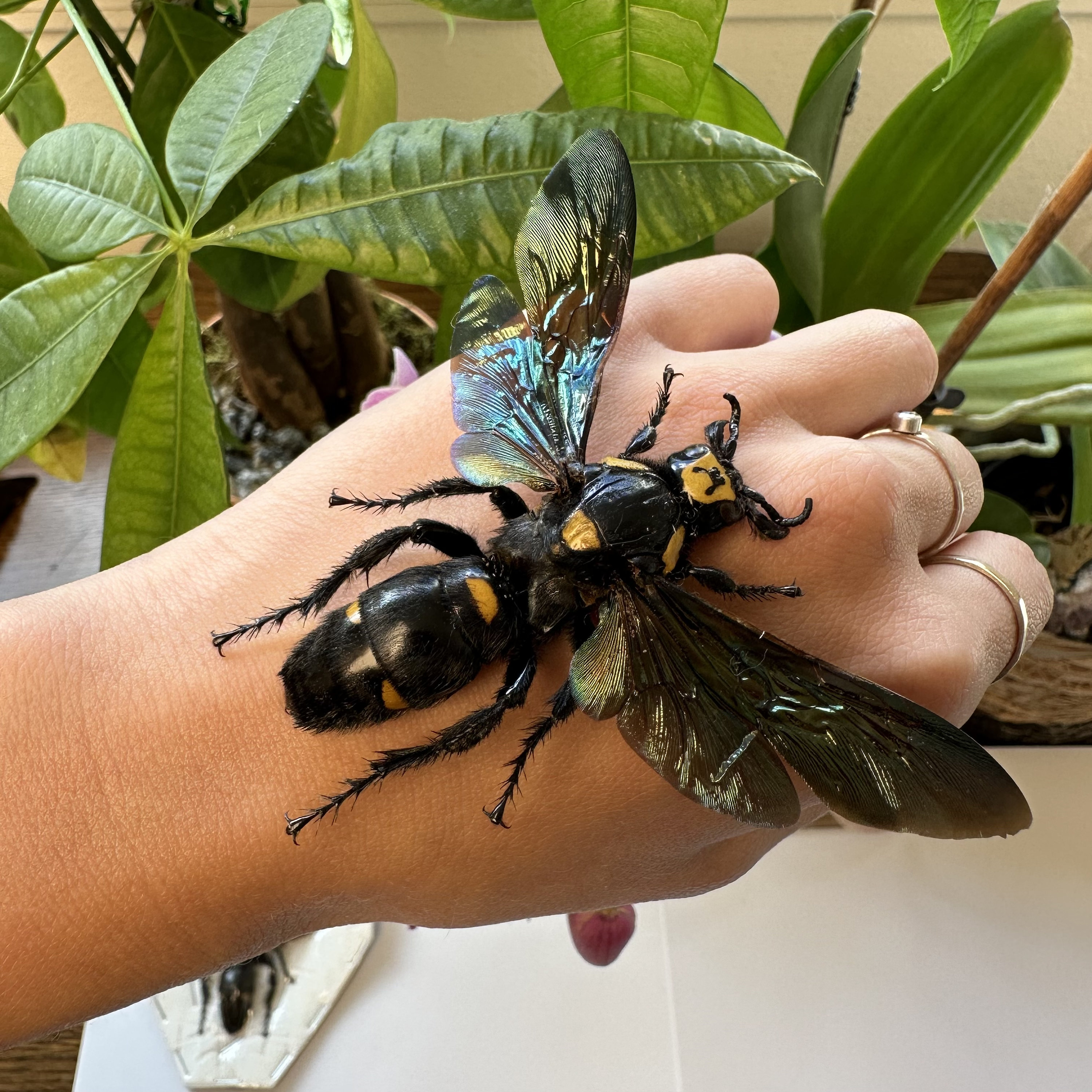 レア！★ロンドン・ワスプス Wasps★ジャージー★Mサイズ レア！☆ロンドン・ワスプス Wasps☆ジャージー☆Mサイズ レア