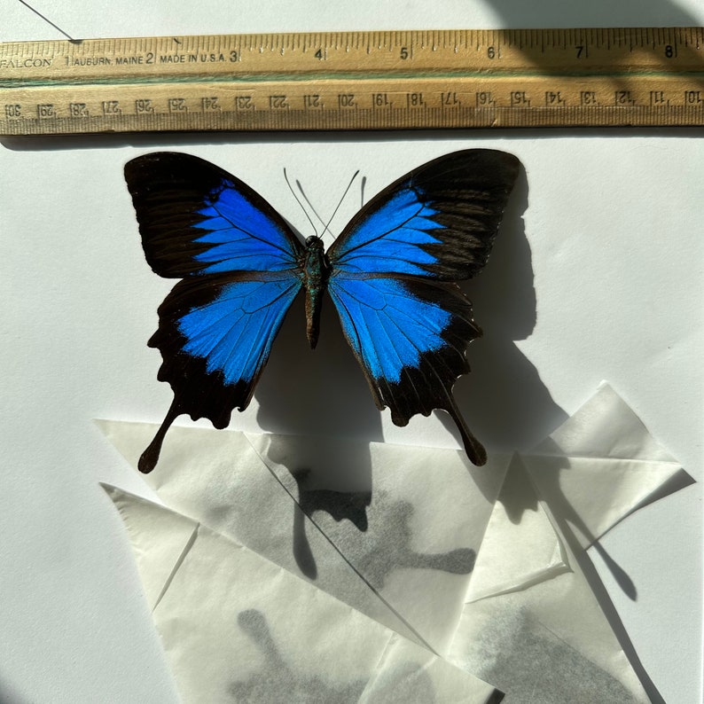 3-12 Papilio Ulysses blue swallowtail real butterflies unmounted unspread dried wings closed pack lot taxidermy butterfly image 5
