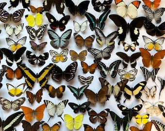 10-100 UNSPREAD RANDOM butterflies pack lot real mixed species tropical unmounted dried wings closed insect entomology taxidermy butterfly