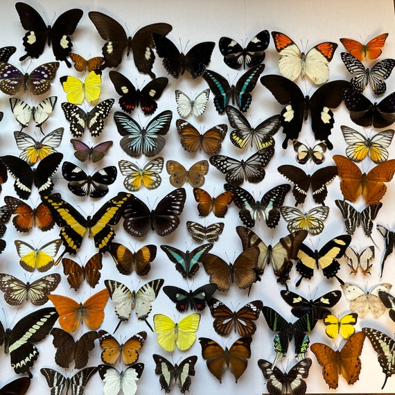 Group Large Fake Butterflies That Stuck Stock Photo 1501774493