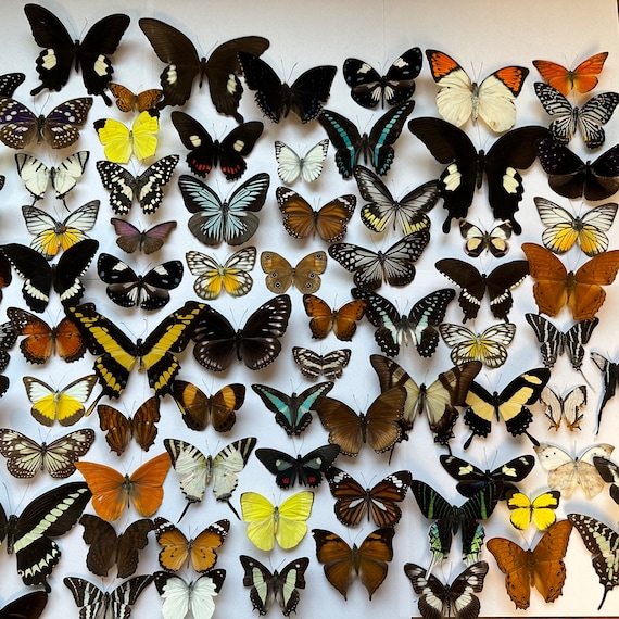 Group Large Fake Butterflies That Stuck Stock Photo 1501774493