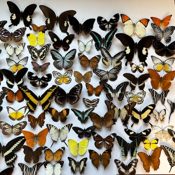 10-100 UNSPREAD RANDOM butterflies pack lot real mixed species tropical unmounted dried wings closed insect entomology taxidermy butterfly