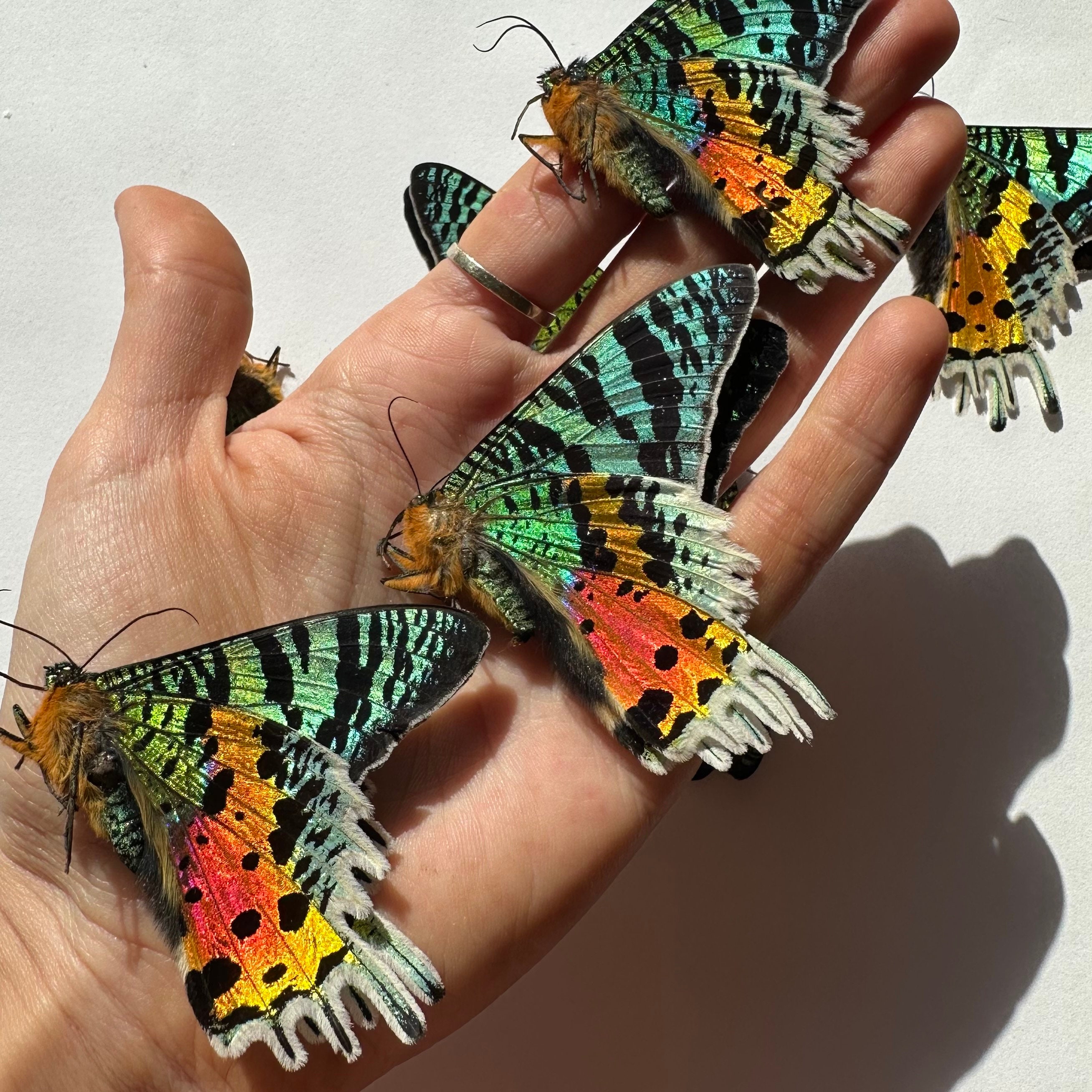 3-24 Urania Rhipheus Madagascar Sunset Moth Real Rainbow Butterflies ...