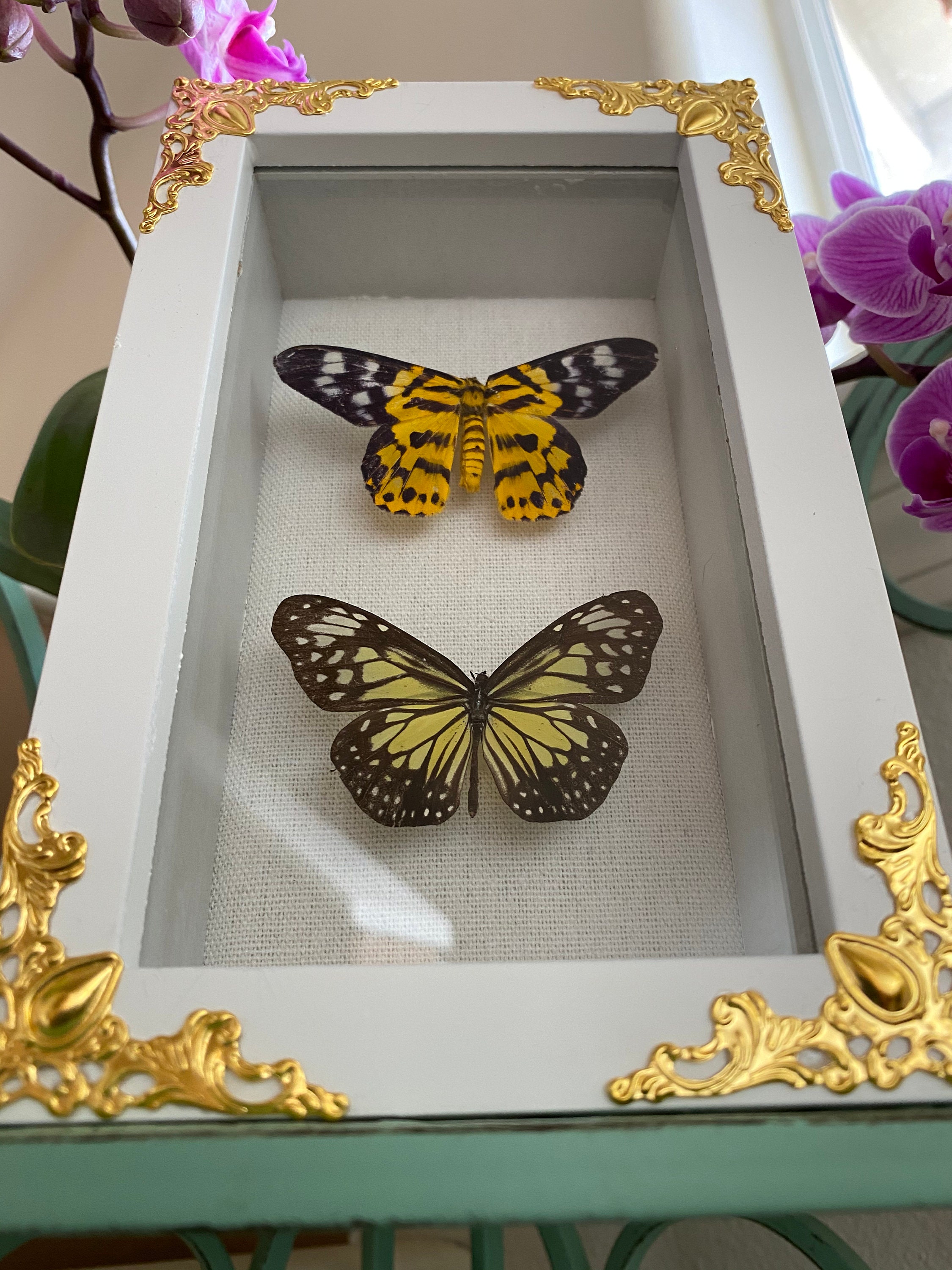 Real Framed Taxidermy Butterfly in Shadow Box Mini Butterfly | Etsy