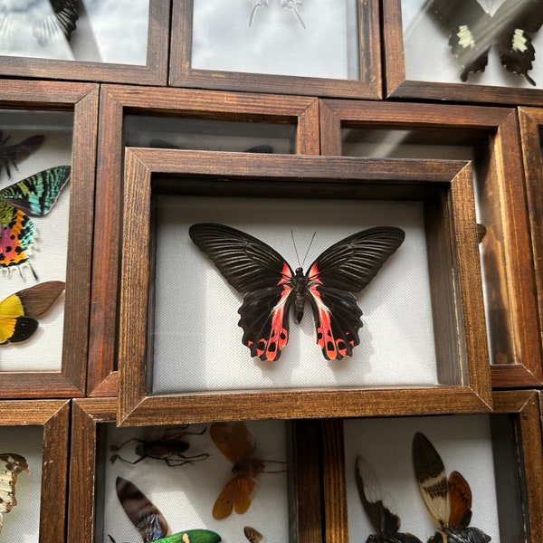Real Framed Taxidermy Scarlet Mormon Papilio Rumanzovia black and red swallowtail butterfly in Shadow Box, decor insects gift entomology art