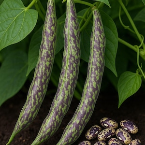 May include: Three long, slender green beans with purple speckles hang from a green vine with large leaves. A small pile of speckled beans rests on the dark soil below. The beans are a fresh, natural food.