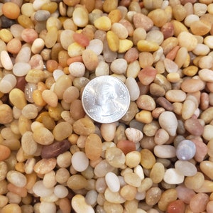 May include: A close-up shot of a pile of smooth, colorful river rocks. The rocks vary in size and color, including shades of tan, brown, white, and yellow. A U.S. quarter coin is placed among the rocks for size comparison.
