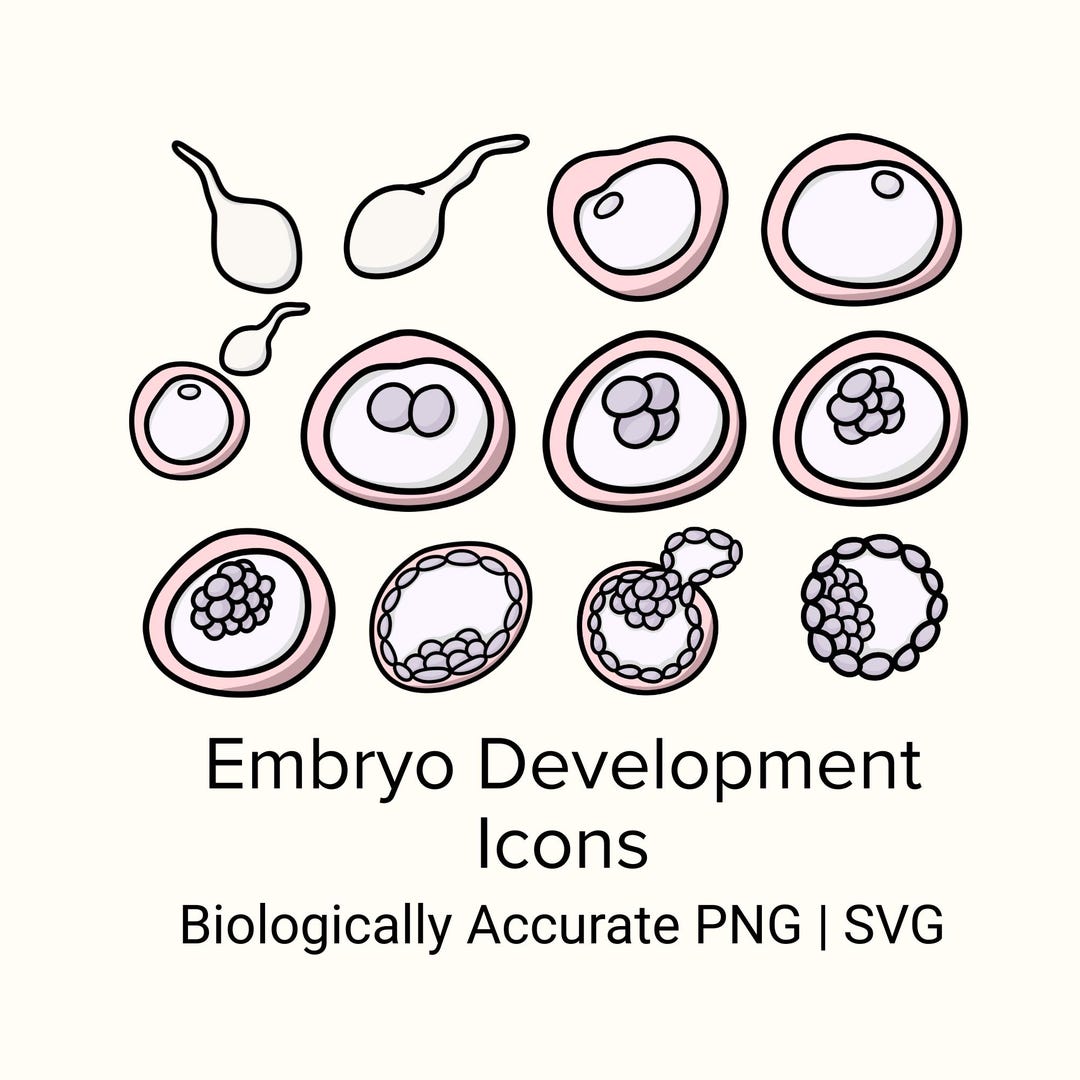 Embryo Development Icons | IVF & Fertility Education Graphics | PNG SVG ...