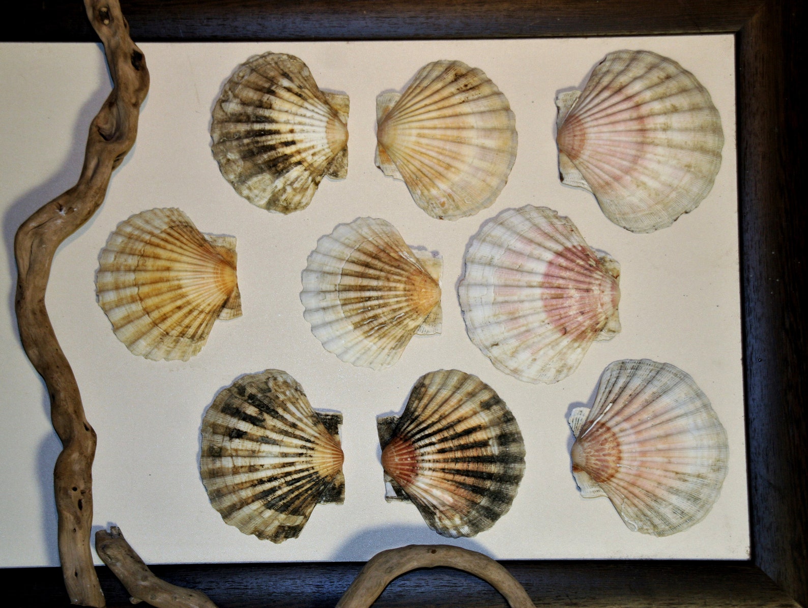 9 conchas marinas de vieiras muy grandes 13cm X 11cm cada una Etsy